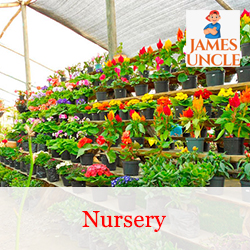 Nursery Mr. Nakul Manna in Dakshinsrikrishnapur